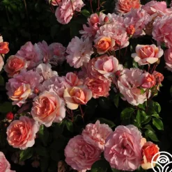 Heirloom Roses Sunbelt® Soul Sister™ Best