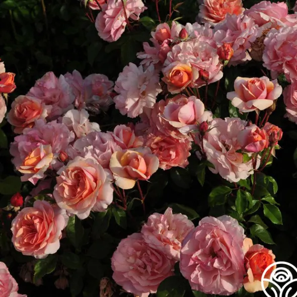Heirloom Roses Sunbelt® Soul Sister™ Best