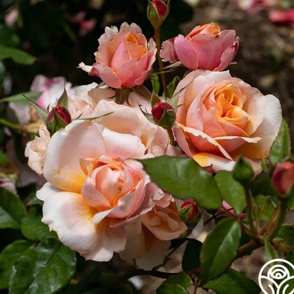 Heirloom Roses Sunbelt® Soul Sister™ Best