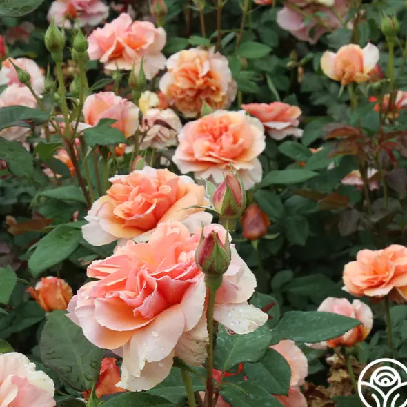Heirloom Roses Sunbelt® Soul Sister™ Best