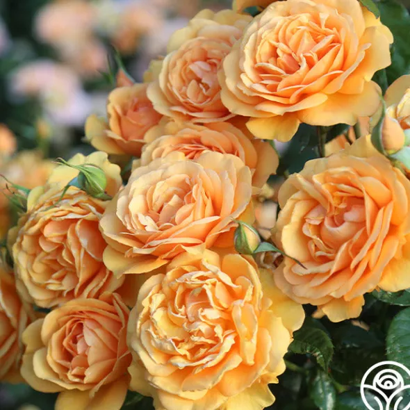 Heirloom Roses Sunbelt® South Africa® New