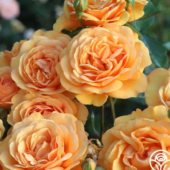 Heirloom Roses Sunbelt® South Africa® New