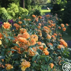 Heirloom Roses Sunbelt® South Africa® New