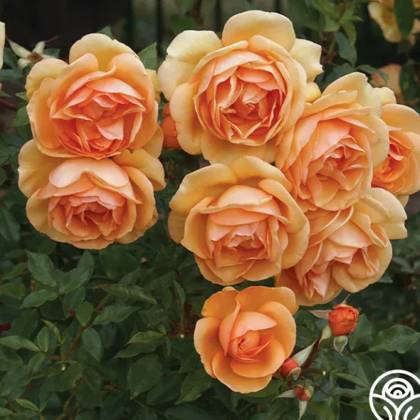Heirloom Roses Sunbelt® South Africa® New