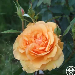 Heirloom Roses Sunbelt® South Africa® New