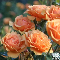 Heirloom Roses Sunbelt® South Africa® New