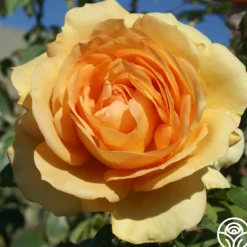 Heirloom Roses Sunbelt® South Africa® New