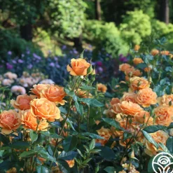 Heirloom Roses Sunbelt® South Africa® New