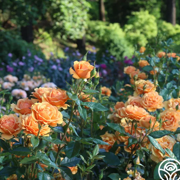 Heirloom Roses Sunbelt® South Africa® New