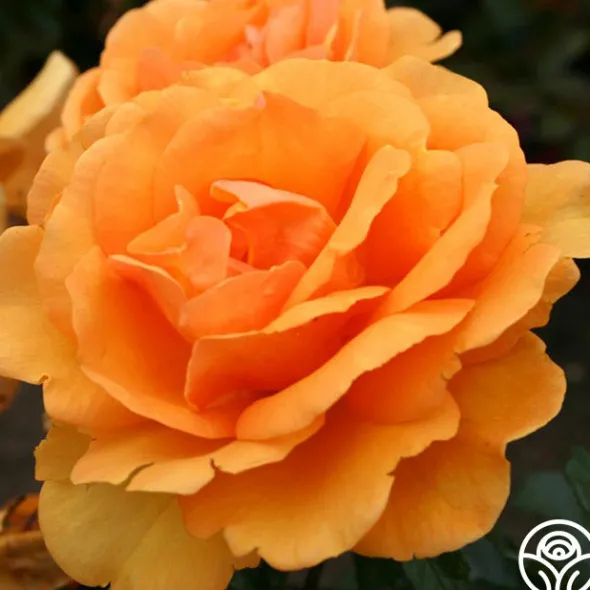 Heirloom Roses Sunbelt® South Africa® New