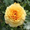 Heirloom Roses Sunbelt® Tupelo Honey™ Online