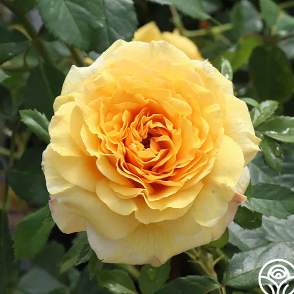 Heirloom Roses Sunbelt® Tupelo Honey™ Online