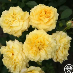 Heirloom Roses Sunbelt® Tupelo Honey™ Online
