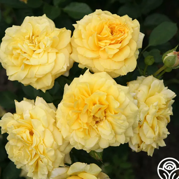 Heirloom Roses Sunbelt® Tupelo Honey™ Online