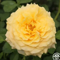 Heirloom Roses Sunbelt® Tupelo Honey™ Online