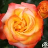 Heirloom Roses Sunita™ Sale