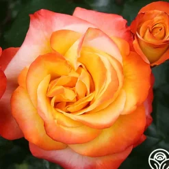 Heirloom Roses Sunita™ Sale