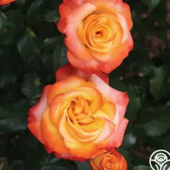 Heirloom Roses Sunita™ Sale