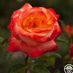 Heirloom Roses Sunita™ Sale