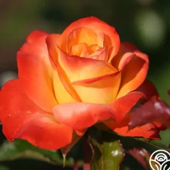 Heirloom Roses Sunita™ Sale