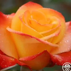 Heirloom Roses Sunita™ Sale