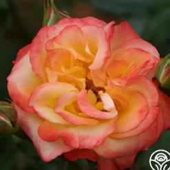 Heirloom Roses Sunita™ Sale