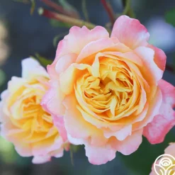 Heirloom Roses Sunny Abundance Sale