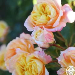 Heirloom Roses Sunny Abundance Sale
