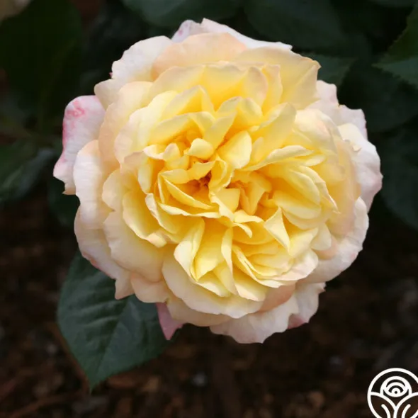 Heirloom Roses Sunny Abundance Sale