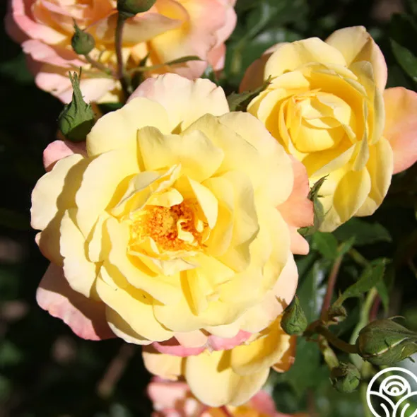 Heirloom Roses Sunny Abundance Sale