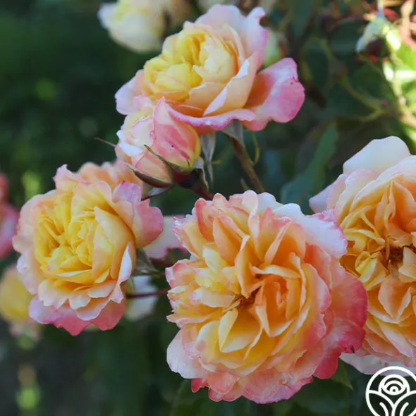 Heirloom Roses Sunny Abundance Sale