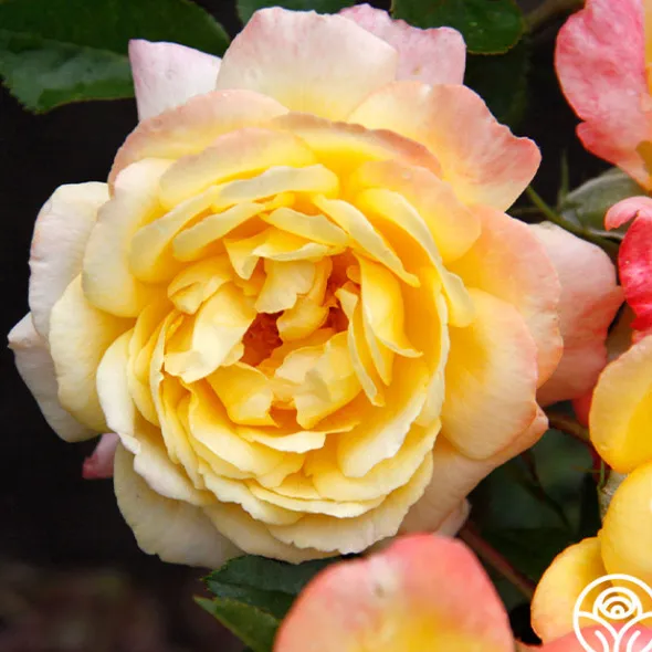 Heirloom Roses Sunny Abundance Sale