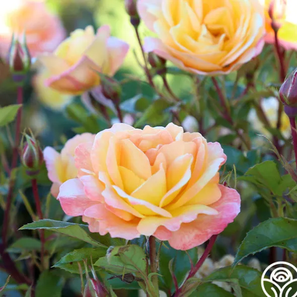 Heirloom Roses Sunny Abundance Sale