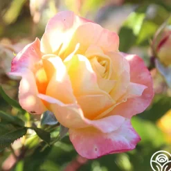 Heirloom Roses Sunny Abundance Sale