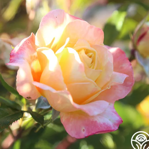 Heirloom Roses Sunny Abundance Sale