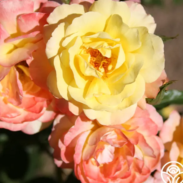 Heirloom Roses Sunny Abundance Sale