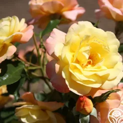 Heirloom Roses Sunny Abundance Sale