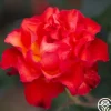 Heirloom Roses Sunrise At Heirloom™ Best