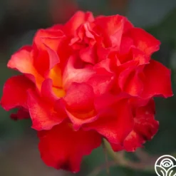Heirloom Roses Sunrise At Heirloom™ Best