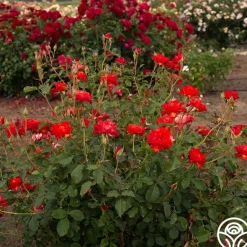 Heirloom Roses Sunrise At Heirloom™ Best