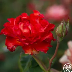 Heirloom Roses Sunrise At Heirloom™ Best