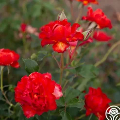 Heirloom Roses Sunrise At Heirloom™ Best