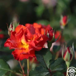 Heirloom Roses Sunrise At Heirloom™ Best