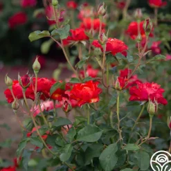 Heirloom Roses Sunrise At Heirloom™ Best