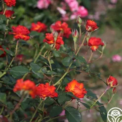 Heirloom Roses Sunrise At Heirloom™ Best