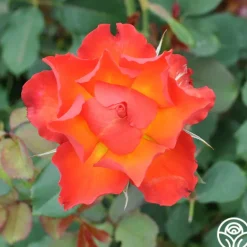 Heirloom Roses Sunrise At Heirloom™ Best