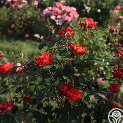 Heirloom Roses Sunrise At Heirloom™ Best