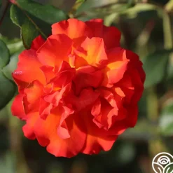 Heirloom Roses Sunrise At Heirloom™ Best