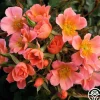 Heirloom Roses Sunset Happy Trails™ Best