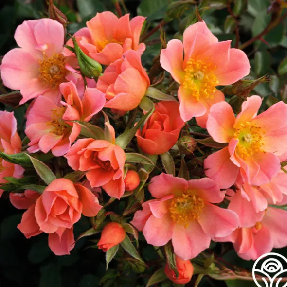 Heirloom Roses Sunset Happy Trails™ Best